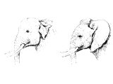 Left: Indian Elephant (Elephas Indicus).   Right: African Elephant (Elephas Africanus). 